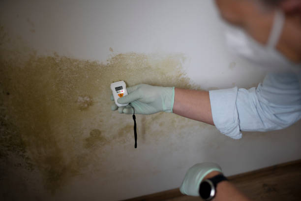 Best Commercial Mold Removal  in Newellton, LA