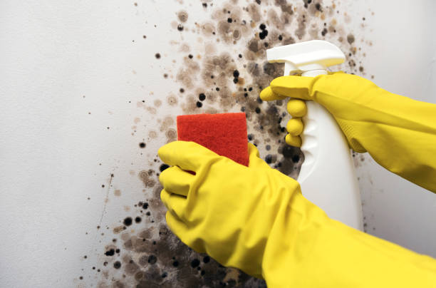 Best Mold Remediation  in Newellton, LA