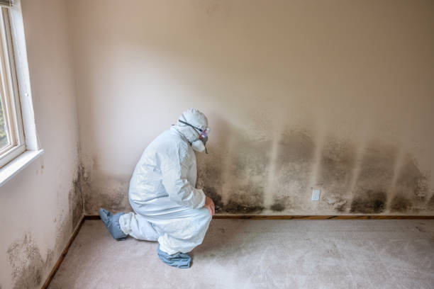 Best Certified Mold Removal  in Newellton, LA