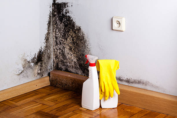 Best Fast Mold Removal  in Newellton, LA