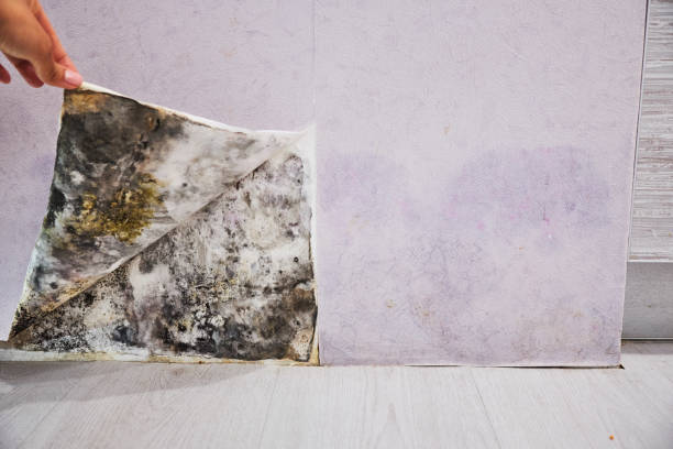 Home Mold Removal in Newellton, LA